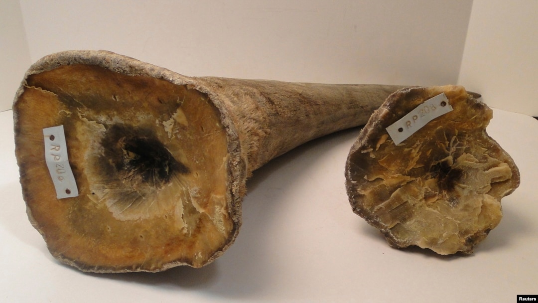 FILE - Rhino horns are pictured in this undated handout photo courtesy of the U.S. attorney's office, District of New Jersey. 
