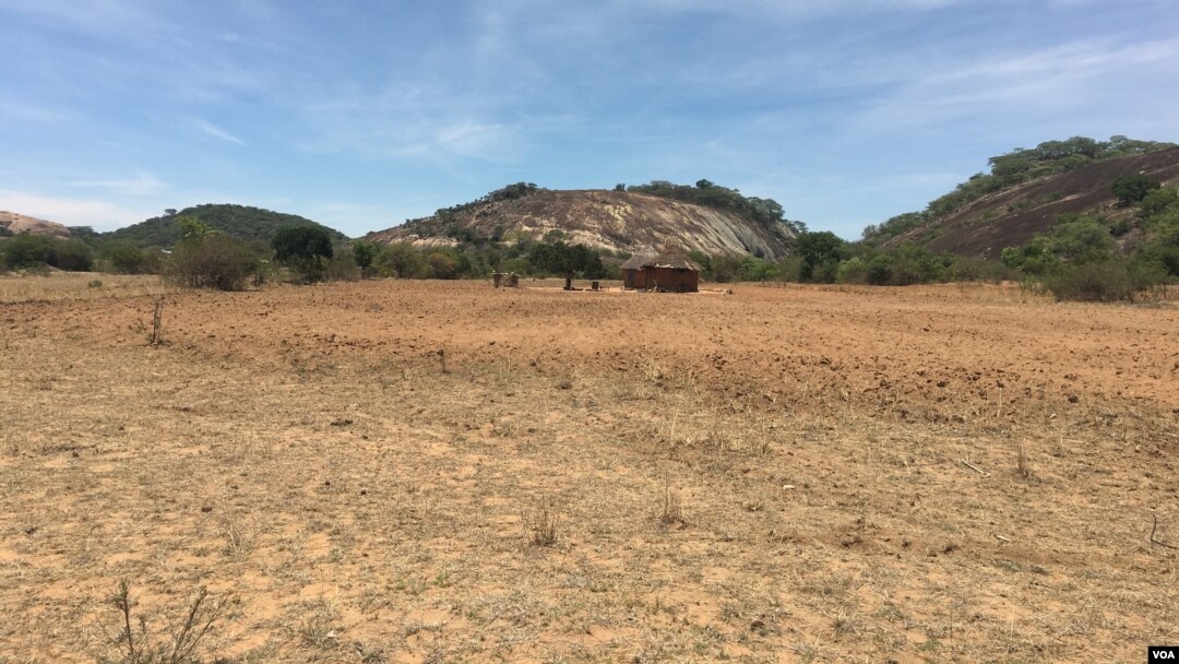 Despite forecasts of above-average rainfall, some of parts of Zimbabwe have yet to receive rains a month after the beginning of the season. Here in rural Gutu, Zimbabwe, about 300 kilometers south of Harare, farmers did dry planting in November and are waiting for precipitation. (S. Mhofu/VOA) 