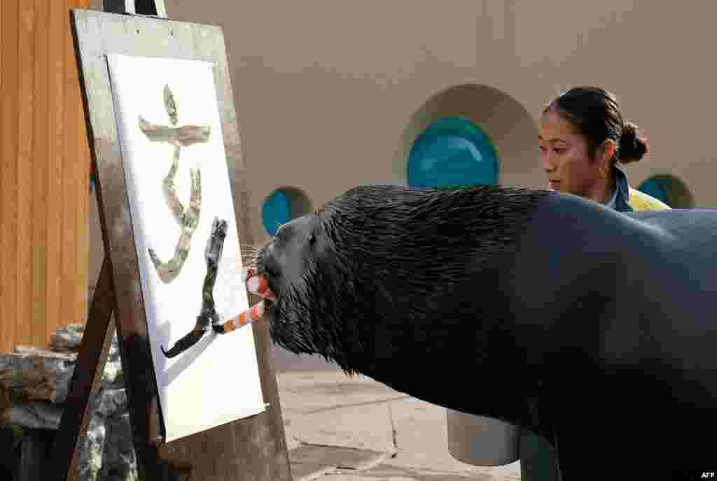 在东京郊区横滨的八景岛海洋天堂水族馆,一头14岁海狮(sea lion)写“亥”字,迎接猪年。(2018年12月26日)