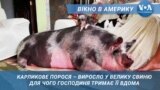 Поросята – психотерапевти. Вікно в Америку