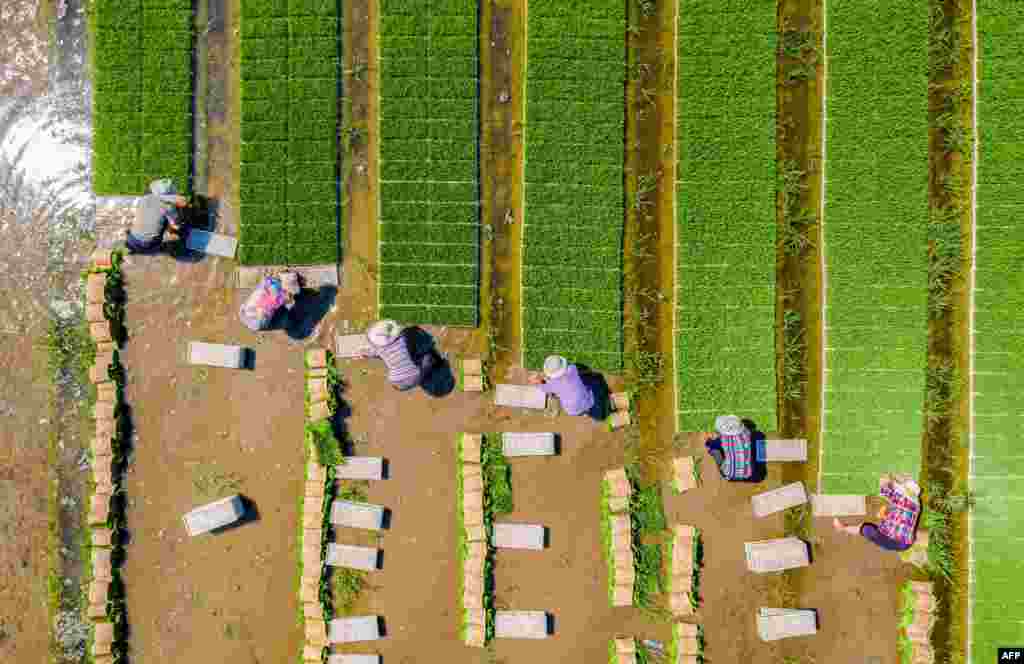 Farmers plant rice in a paddy in Haian, in China's eastern Jiangsu province.