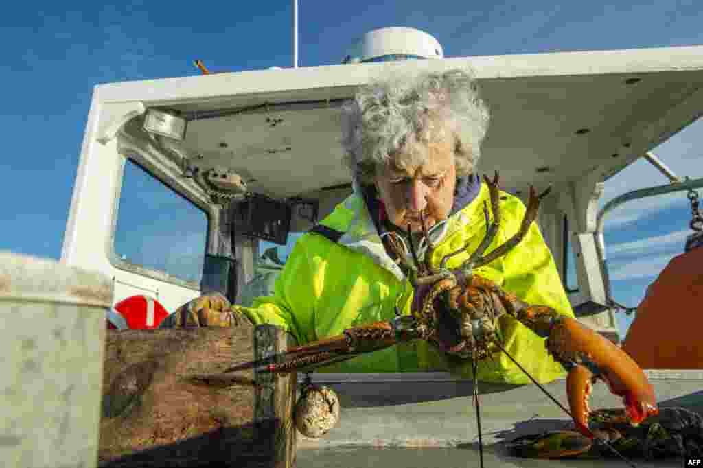 Virginia Oliver, 101, inspects a lobster before she bands them, in Penobscot Bay in Maine, July 31, 2021. Oliver is the oldest licensed lobsterwoman in the northeastern state, and local historians describe as perhaps the oldest active one in the world. 