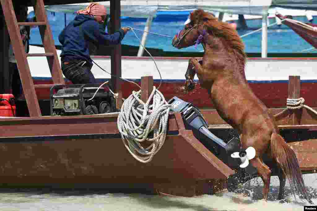 A man guides a horse onto a boat to transport it to the mainland following Sunday's earthquake on Gili Trawangan, Lombok, Indonesia.
